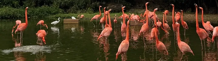 Vinpearl - парк развлечений на острове