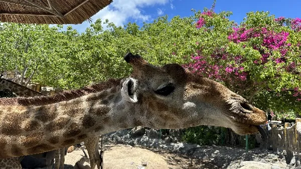 Vinpearl - парк развлечений на острове